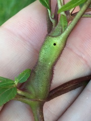 Procecidochares alani