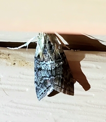 Pococera asperatella