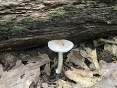Amanita