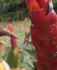 Telostylinus lineolatus