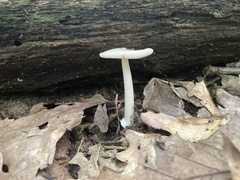 Amanita