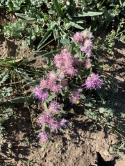 Saussurea salicifolia