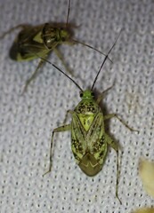 Taedia marmorata