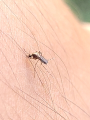 Aedes taeniorhynchus
