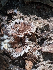 Thelephora