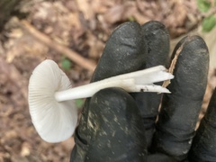 Amanita