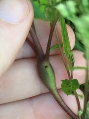 Procecidochares alani