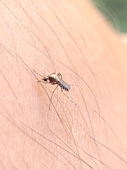 Aedes taeniorhynchus