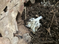 Amanita