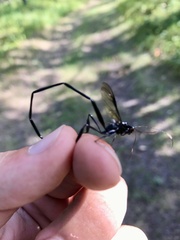 Pelecinus polyturator