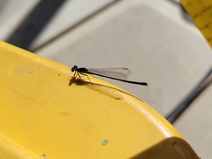 Ischnura