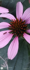 Echinacea purpurea
