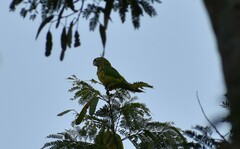 Eupsittula nana