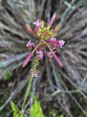 Oenothera gaura
