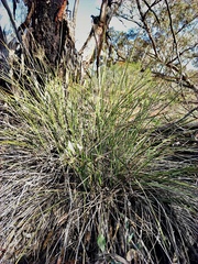 Lomandra effusa