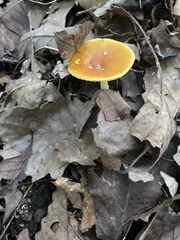 Amanita