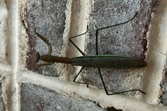 Tenodera