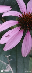 Echinacea purpurea