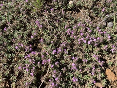 Thymus gobicus