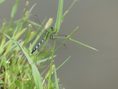 Erythemis simplicicollis