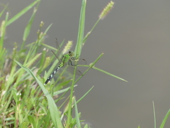 Erythemis simplicicollis