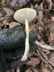 Amanita