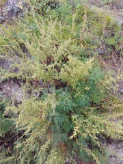 Artemisia gmelinii
