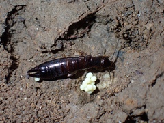 Euborellia annulipes