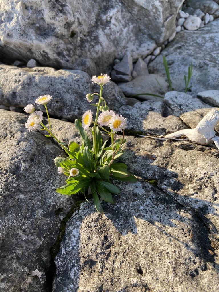 Provancher's Fleabane from Lyal Island, Northern Bruce Peninsula, ON ...