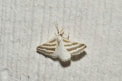 Euaspilates spinataria