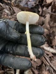 Amanita