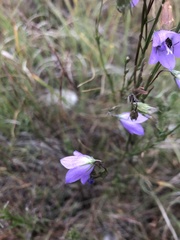 Campanula alaskana