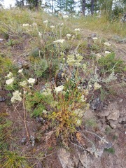 Kitagawia baicalensis