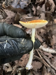 Amanita