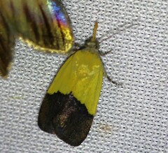 Ponometia semiflava