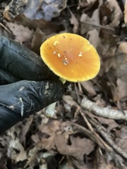 Amanita