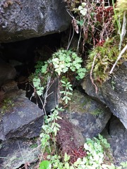 Cryptogramma stelleri