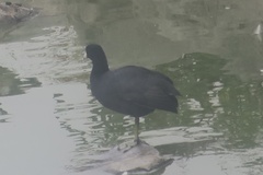 Fulica americana