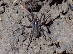 Ctenidae