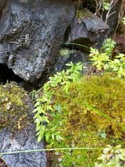 Cryptogramma stelleri