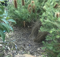 Ptilonorhynchus violaceus