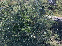 Urtica cannabina
