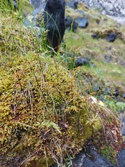 Cryptogramma stelleri