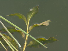 Potamogeton lucens