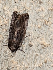 Neogalea