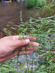Beckmannia syzigachne