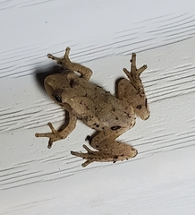 Pseudacris crucifer