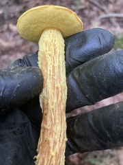 Aureoboletus betula