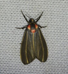 Haematomis uniformis