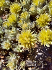 Ptilotus helichrysoides